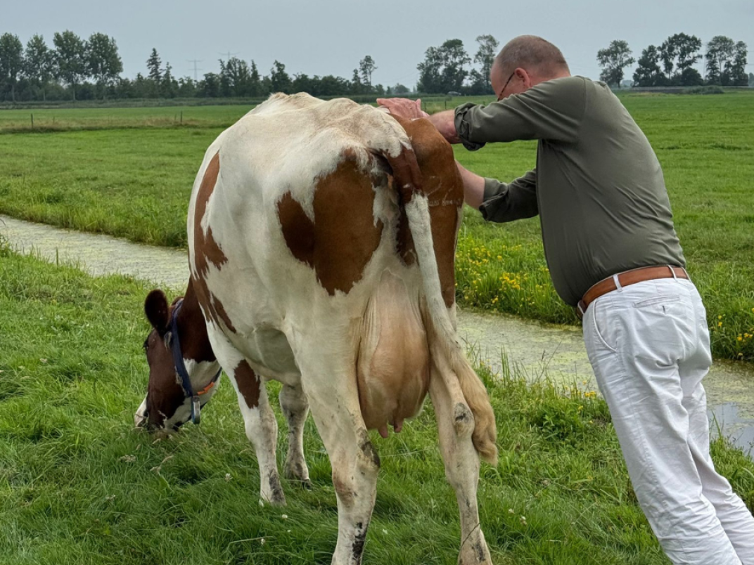 Helpen met de koeien naar binnen brengen in Molenaarsgraaf.